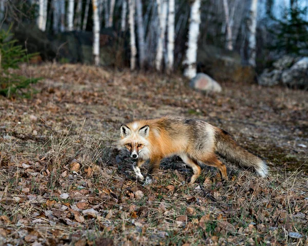 红色独特的狐狸特写侧视图在它的环境和栖息地 模糊的森林背景显示白斑爪子 独特的脸 浓密的尾巴 福克斯形象 独一无二的狐狸 — 图库照片
