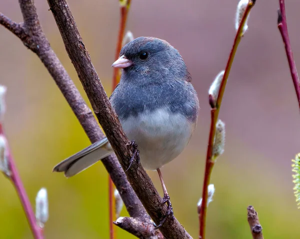 Junco Close Profile Front View Perched Beautiful Coloured Background Its — Stock Photo, Image