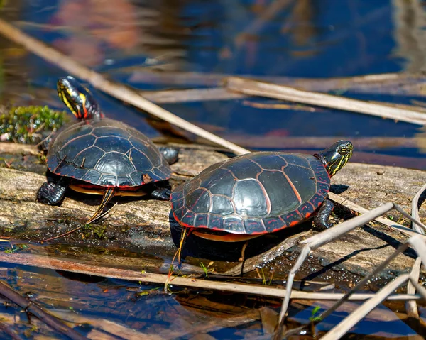 stock image Painted Turtle couple resting on a log with moss in the pond enjoying their environment and habitat surrounding while sunbathing. Turtle Picture.