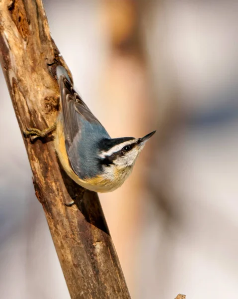 Red Breasted Nuthatch Close Profile View Clinging Tree Branch Its — Stock Photo, Image