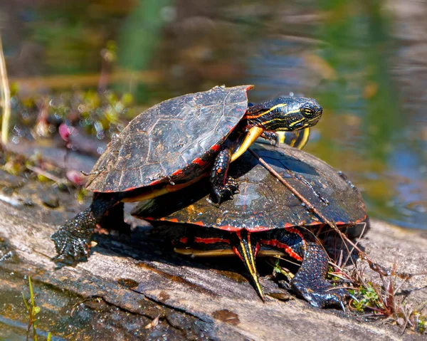 Painted Turtle Couple Mating Season Interacting Log Blur Water Background — Stock Photo, Image