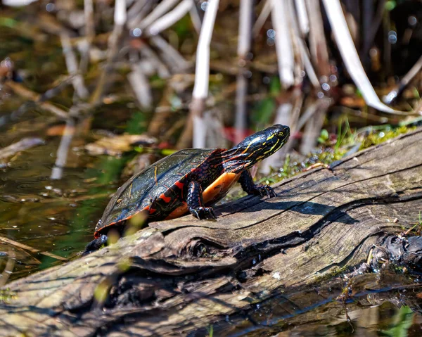 Painted Turtle Close View Resting Log Moss Sunbathing Its Environment — Stock Photo, Image