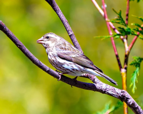 Çevresinde yeşil bir arka planı ve yaşam alanı olan bir dala tünemiş Finch dişisinin yakın plan profili. Mor Finch Resmi.