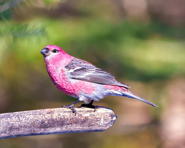 stock image Pine Grosbeak male side view perched on a tree branch displaying red plumage feather in its environment and habitat surrounding with a green background. Grosbeak Portrait.