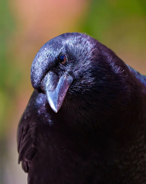 Vista Frontal Primer Plano Raven Con Colorido Fondo Arco Iris — Foto de Stock