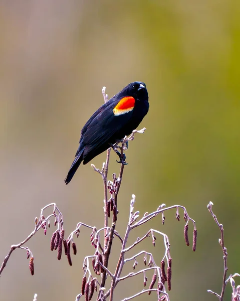 stock image Red-Winged Blackbird close-up side view perched on bud leaf with a colourful background in its environment and habitat surrounding.