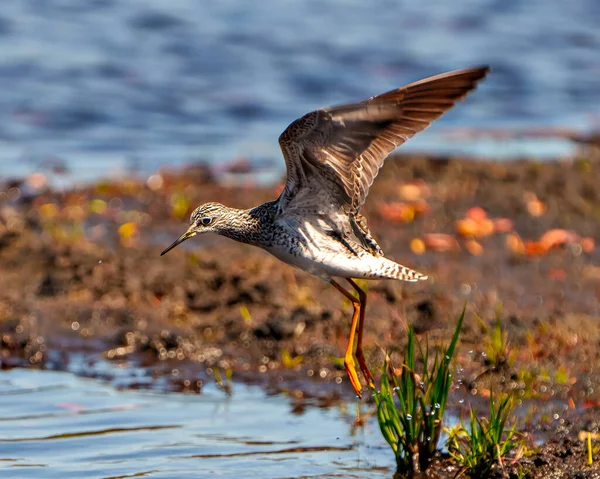 Common Sandpiper Close Zicht Vliegen Opstijgen Met Spetterend Water Met — Stockfoto