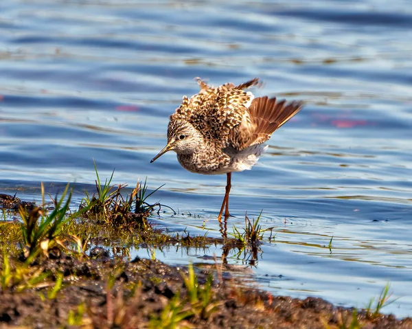 Common Sandpiper Close Front View Feathers Fluffed Mode Its Marsh — Stock Photo, Image