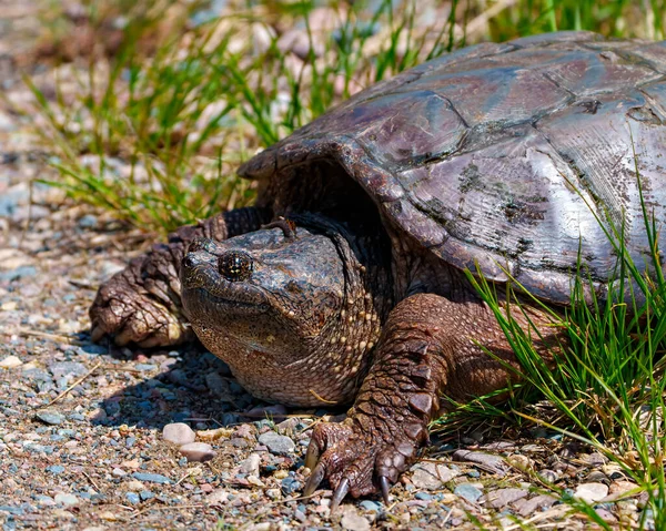 stock image Snapping Turtle close-up head view out of the water and looking to find a suitable nest site in its environment and habitat surrounding. Head shot.