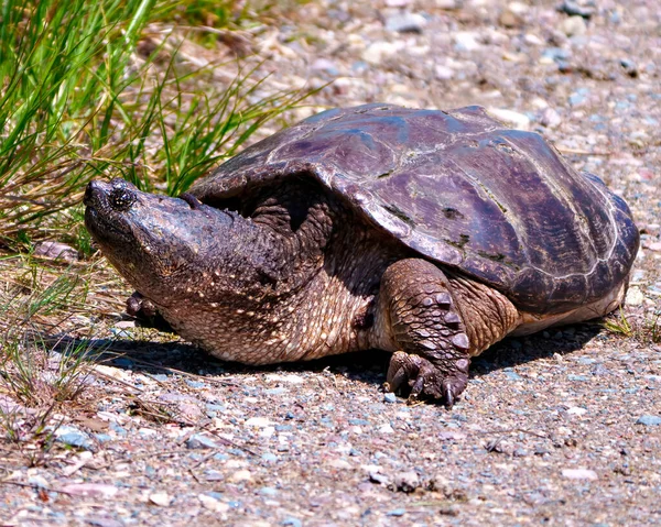 Kaplumbağa Nın Yakın Plan Görüntüsünü Sudan Çıkararak Çevresindeki Çevresindeki Uygun — Stok fotoğraf