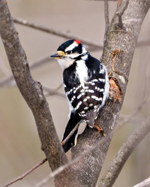 Woodpecker male on a tree trunk branch displaying white and black feathers, beak, red crown, eye in its environment and habitat surrounding.