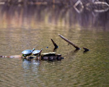 Gölette bir kütüğün üzerinde dinlenen boyalı kaplumbağa çift çevrelerinde kaplumbağa kabuğu, başı, pençeleri ve yaşam alanlarını gösteriyor. Kaplumbağa resmi. Portre.