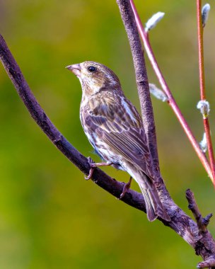 Çevresinde yeşil bir arka planı ve yaşam alanı olan bir dala tünemiş Finch dişisi yakın plan görüntüsü. Mor Finch Resmi