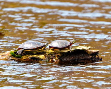Göldeki bir kütüğün üzerinde dinlenen boyalı kaplumbağalar çevrelerindeki kaplumbağa kabuklarını, kafalarını, pençelerini ve yaşam alanlarını gösteriyor. Kaplumbağa resmi. Portre.