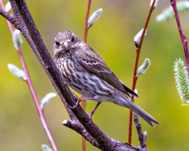 Mor Finch dişisi bir dal parçasına tünemiş ve çevresindeki kameraya ve yaşam alanına renkli bir arkaplanla bakıyor. Finch Resmi.