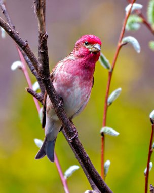 Mor Finch erkeği, yakın plan bir dalın üzerine tünemiş. İlkbaharda kendi ortamında yaprak filizleri ve kırmızı tüy tüylerini çevreleyen doğal yaşam alanı. Finch Resmi.