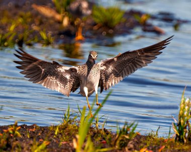 Yaygın Çulluk yakın plan uçuş ve iniş çevresi ve su arka planına sahip doğal yaşam alanı ile birlikte. Sandpiper ResmiName. 