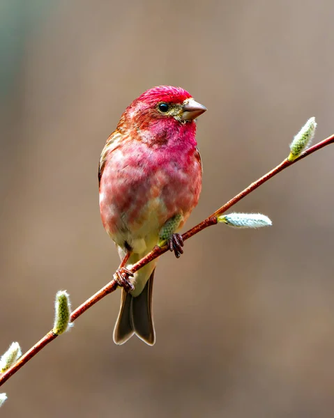 Purple Finch Male Close Front View Perched Leaf Bud Branch — Stock Photo, Image