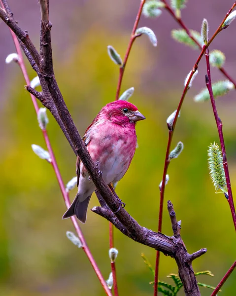 Purple Finch Samec Zblízka Pohled Usazený Větvi Listovými Výhonky Jarním — Stock fotografie