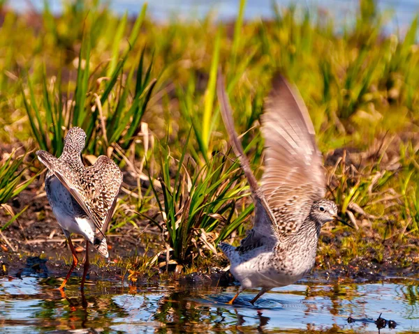 Wspólne Ptaki Piaszczyste Widokiem Boku Tyłu Rozpostartymi Skrzydłami Ich Środowisku — Zdjęcie stockowe