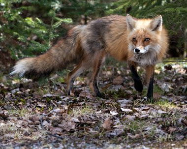 Red Fox, bahar sezonunda kozalaklı dalları olan ve doğal ortamının ve çevrenin tadını çıkaran yakın plan profil yan görüntüsü. Fox Image 'da. Görüntü. Portre.