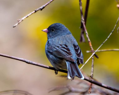 Junco yakın plan profil dikiz görüntüsü çevresindeki yumuşak bulanık arka plan ve yaşam alanı ile tünemiş, koyu gözlü Junco ResmiName.