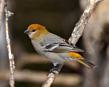 Pine Grosgaga dişisi, çevresindeki bulanık bir orman arka planına ve pas rengi tüy tüylerini çevreleyen ve gösteren yaşam alanına sahip bir dala tünemiş. Grosgaga Resmi.