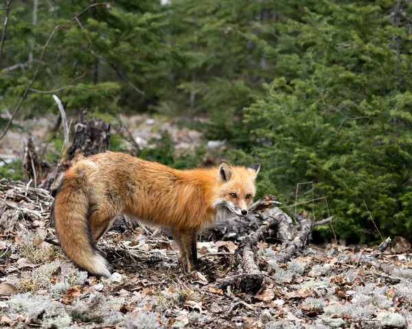 春季的红狐特写图片显示狐狸的尾巴 在它的环境和栖息地与针叶树背景和苔藓地面 福克斯形象 — 图库照片