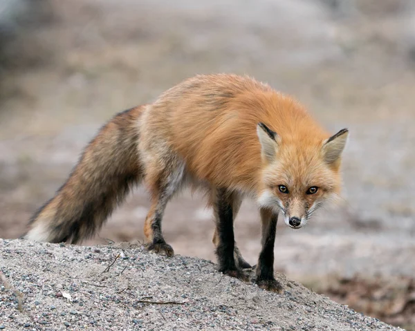 Red fox close-up profile view standing on gravel in the spring season displaying fox tail, fur, in its environment and habitat with a blur background. Fox Image. Picture. Portrait. Photo.
