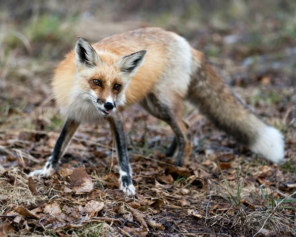 红狐的特写是看着相机和展示舌头 狐狸的尾巴在它的环境和栖息地背景模糊 福克斯形象 肖像画 — 图库照片