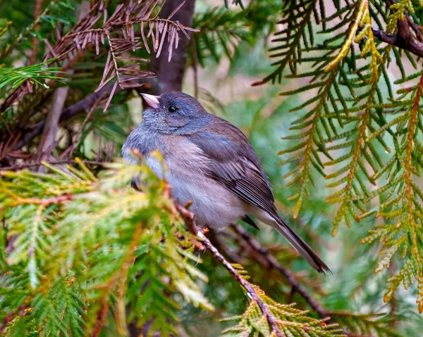 Slate Coloured Junco Perched Cedar Tree Branch Forest Background Its — Stock Photo, Image