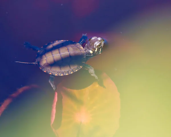 小海龟在水中游泳 水百合垫背景在其湿地环境和周围环境下的特写鸟瞰 — 图库照片