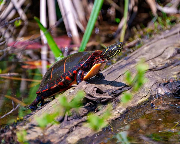Painted Turtle Side View Climbing Log Vegetation Background Displaying Its — Stock Photo, Image