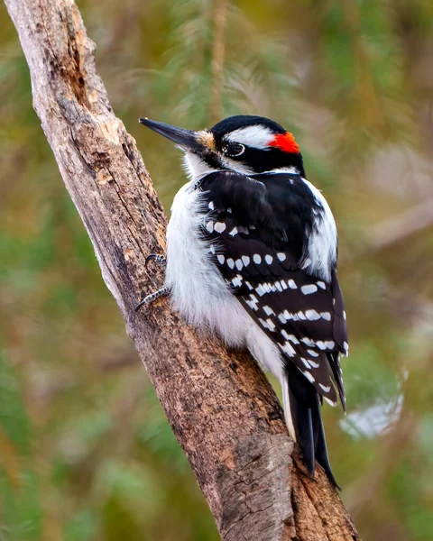 啄木鸟的雄性特写镜头紧紧抓住一个树梢 其周围环境和栖息地的森林背景模糊不清 并显示黑白羽毛 — 图库照片