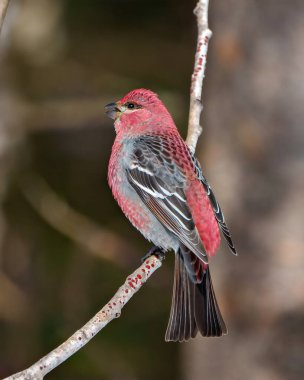 Grosgaga erkeği, çevresindeki bulanık arkaplan ve yaşam alanı açık bir bek ile kırmızı renkli tüy tüyünü gösteren bir dala tünemiştir.. 