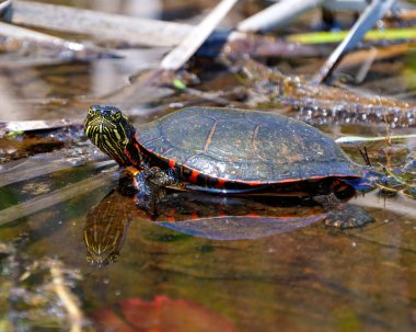 Kaplumbağa boyalı yan görüntü kameraya bakıyor. Su üzerinde bir yansıma ve çevresindeki bitki örtüsü ve yaşam alanı ile birlikte. Kaplumbağa Resmi.