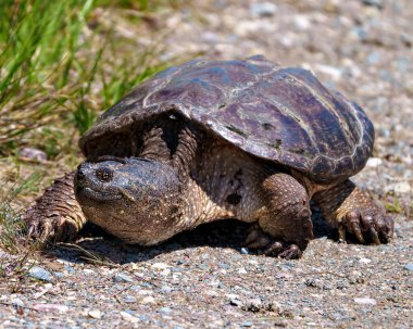 Kaplumbağa 'nın yakın plan görüntüsünü sudan çıkararak çevresindeki ve çevresindeki uygun yuvayı bulmaya çalışıyor. Kaplumbağa Resmi.