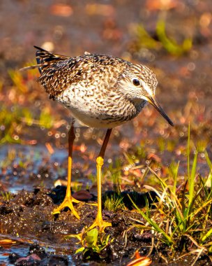 Bataklık ortamında yiyecek ve bulanık bir arka planda yaşam alanı arayan Çulluk 'un yakın çekimi. Sandpiper ResmiName. 