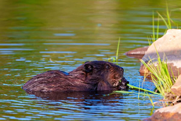 Beaver Vista Lateral Cerca Comiendo Planta Acuática Flujo Agua Disfrutando — Foto de Stock