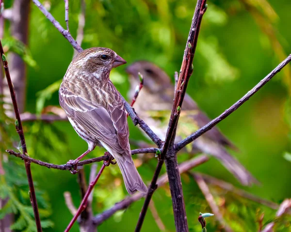 Finch Fêmea Close Visão Traseira Empoleirado Ramo Com Pássaro Borrão — Fotografia de Stock