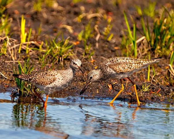 Wspólne Ptaki Piaszczyste Zwrócone Przodem Siebie Szukające Pożywienia Środowisku Bagiennym — Zdjęcie stockowe