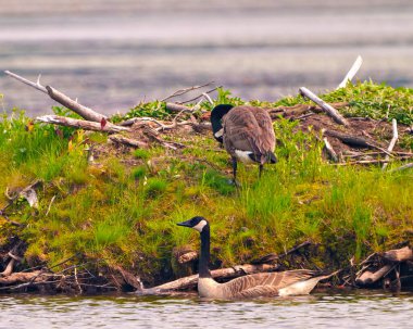 Kanadalı kaz çifti yumurtalarını kuluçkaya yatırmak için güvenli bir yer bulmak için bir kunduz kulübesinde yuva yapıyor ve çevresinin ve yaşam alanının tadını çıkarıyor.. 