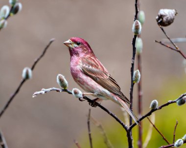 Finch erkek yakın çekim ön manzara, bir ağaç tomurcukları dalına tünemiş, çevresindeki kahverengi arka plan ve yaşam alanı ile kırmızı renk tüyleri sergiliyor. Mor Finch Resmi.