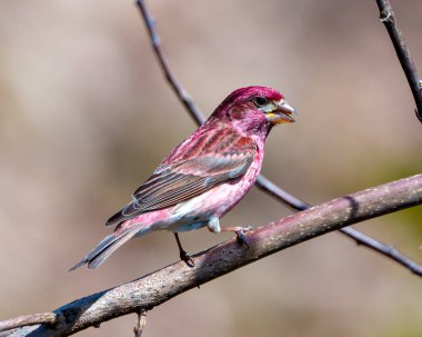 Finch erkek yakın plan profil görüntüsü, kırmızı renk tüylerini gösteren bir dalın üzerine tünemiş, çevresi ve çevresi bulanık. Mor Finch Resmi.