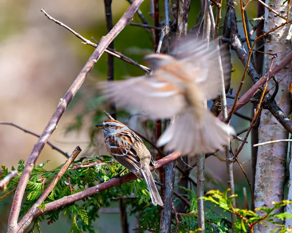 American Tree Sparrow Blurred Bird Close Flying Perched Bird Coniferous — Stock Photo, Image