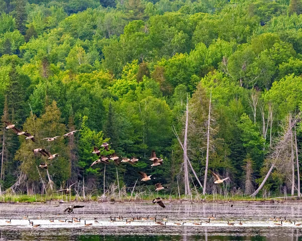 Csoport Kanada Libák Leszállás Vízben Tűlevelű Háttér Környezetükben Élőhelyükön Körülvevő — Stock Fotó