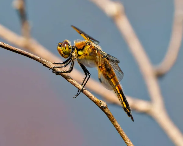 Tampilan Close Dragonfly Umum Terletak Pada Cabang Pohon Dengan Latar — Stok Foto