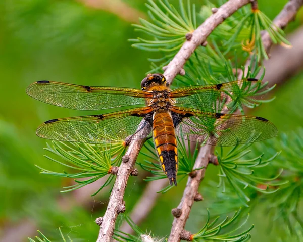 Vedere Din Spate Comună Dragonfly Aripa Întinsă Odihnindu Ramură Copac — Fotografie, imagine de stoc