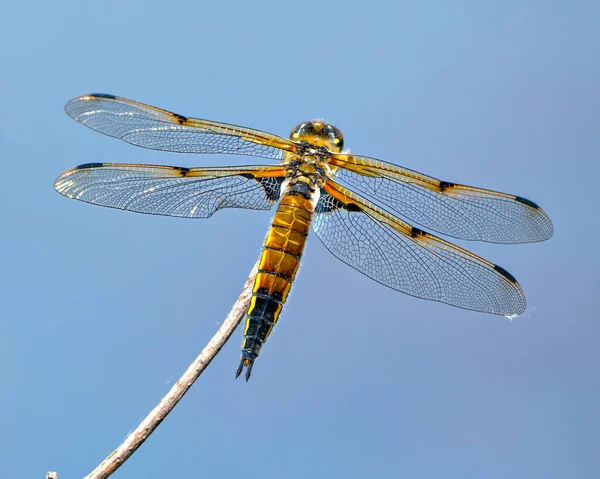 Vedere Din Spate Comună Dragonfly Aripa Întinsă Cot Crenguță Fundal — Fotografie, imagine de stoc