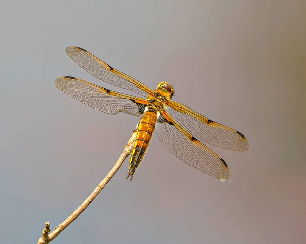 Vedere Din Spate Comună Dragonfly Aripa Întinsă Odihnindu Crenguță Copac — Fotografie, imagine de stoc